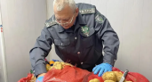 Картофельная моль из Египта чуть не проникла в Краснодарский край