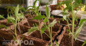 Томаты вытянулись в жирафов: есть способ превратить их в чемпионов урожая за 2 недели