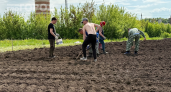 Картофель с кулак с каждого куста: разрезаю ее перед посадкой — урожай вырос в 3 раза