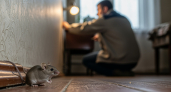 Мыши сбегут, едва учуяв: 5 домашних запахов, которые превратят ваш дом в запретную зону для грызунов