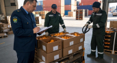 Почти 600 тонн кипрских мандаринов пытались ввезти в Россию под видом турецких