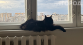 7 запретных точек на теле кошки: где нельзя гладить, чтобы не испортить отношения с питомцем