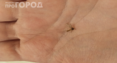 Делаю ловушку из бутылки за 10 минут — и комары исчезают на две недели: работает лучше ультразвука