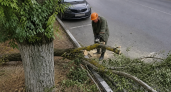 В Новороссийске после сильного ветра вывезли 21 упавшее дерево