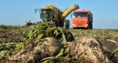 Урожайность сахарной свеклы на Кубани превысила 500 центнеров с гектара