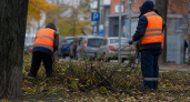 В Краснодаре объяснили вырубку на Промышленной аварийным состоянием четырех деревьев