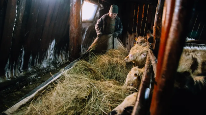 На Кубани усилят ветконтроль: животных привьют от сибирской язвы и ящура